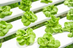 Hydroponics: Start Your Indoor Farm at Home