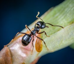 Green City Pest Control