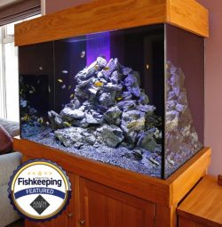 Aquarium Installations