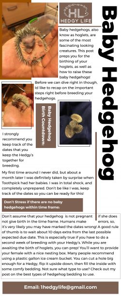 Get thorough tips on how to baby hedgehog care with Hedgy Life!