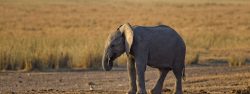 Cheapest Safaris in Africa