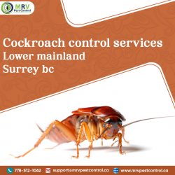 Cockroach Control Services Lower Mainland Surrey BC