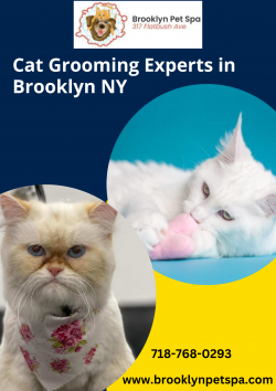 Get The Best Cat Grooming Experts in Brooklyn NY at Reasonable Price