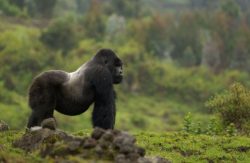 Gorilla Trekking