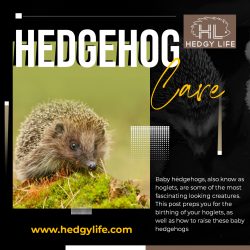 Learn everything about hedgehog care and maintenance with Hedgy Life!