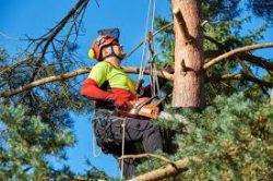 Professional Tree Removal Service – Maui Tree Service