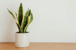 Mother in law tongue- A range of popular indoor plants