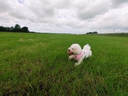 Secure Dog Field