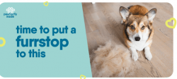 How to Stop Dog Hair Fall | Pawfectly Made