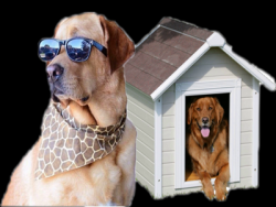 Dog Boarding Service in Noida