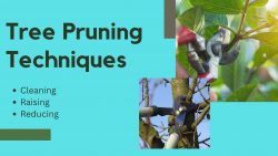 Techniques for Pruning Trees