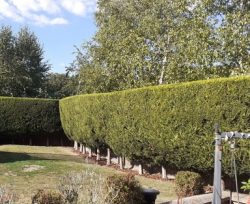 Hedge Trimming