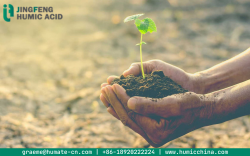 Benefits of Humic acid for plants