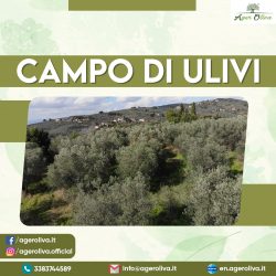 Campo di ulivi