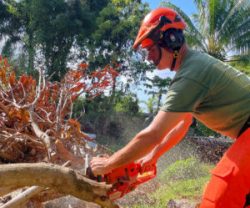 Get the Best Tree Cutting & Tree Removal Service