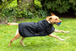 Waterproof Dog Coats