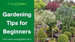 Gardening Tips for Beginners