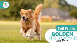 Golden Retriever Dog Breed