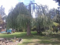 Tree Surgeon Northampton