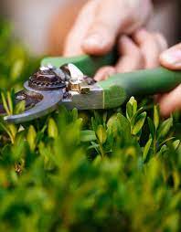 Lawn Mowing Beaumaris