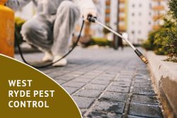 We Offer An Effective West Ryde Pest Control Service