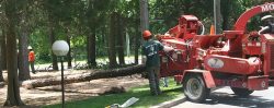 Tree Service