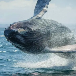 Whale Watching from Reykjavik