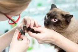 Cat Nail Clippers