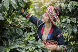 Organic green coffee beans