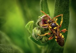 Pest Control Gisborne