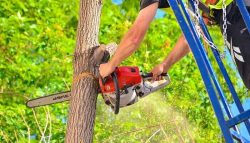 Professional Tree Services Provider in Maui | Island Tree Service