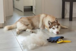 Dog Shedding Products