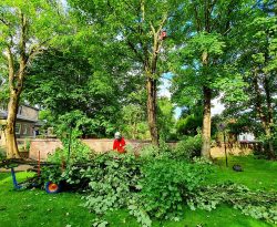 Tree Surgeon Falkirk