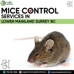 Mice Control Services In Lower Mainland Surrey BC