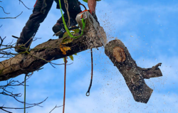 Finest Tree Trimming Mount Gravatt East (6)