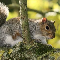 Pest Control Gloucestershire