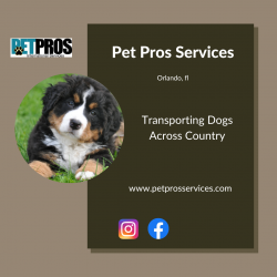 Ground Pet Transport Companies