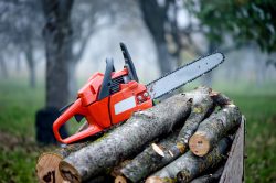 Tree Surgeon