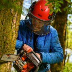 Tree Felling Service