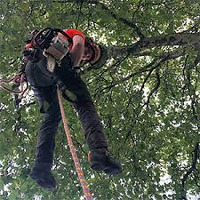 Tree Management Services