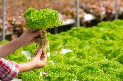 Hydroponic Farming: The Healthiest Option