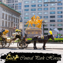 Explore Central Park Carriage Tours