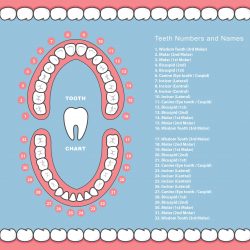 Tooth Numbers Chart