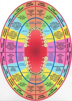 Dental Tooth Numbers Chart | Dentistry