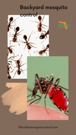 Are You Looking For Backyard Mosquito Control InTampa