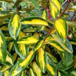 Shrubs For Sale Near Me