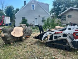 The Ultimate Guide to Finding the Best Tree Service in Rochester NY