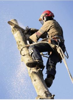 More Appropriate Tree Trimming Algester