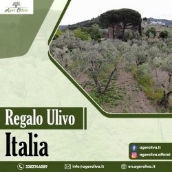 Regalo Ulivo Italia