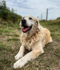 Dog Wash Near Me